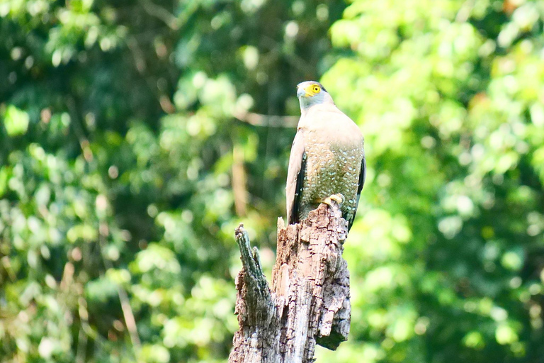 Khao Sok Lake Raft house, Temple & Wildlife Spotting w/Lunch