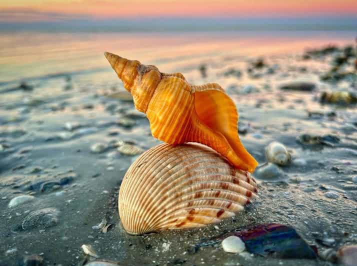 Ten Thousand Islands 4Hour Private Shelling Tour GetYourGuide