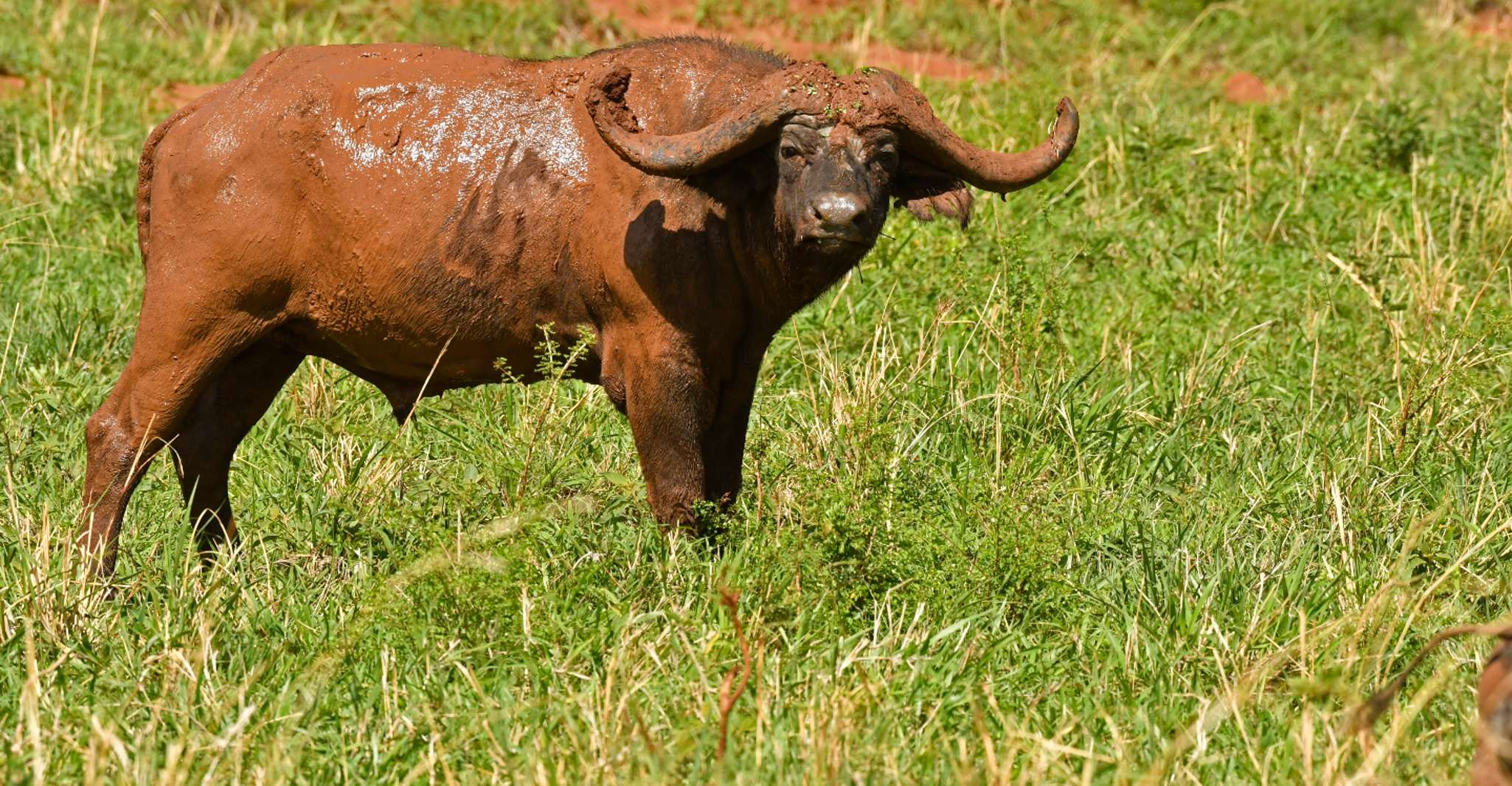 Uganda, 5 Day Kidepo Valley National Park - Housity