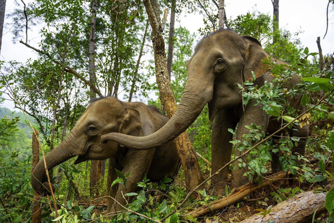 Chiang Mai: Elephant Dream Project Sanctuary - Half-Day