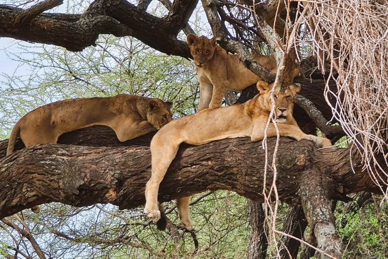 Desde Arusha: safari clásico de 6 días por el Serengeti y el Ngorongoro
