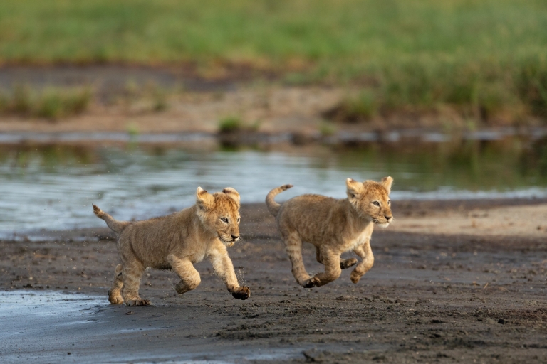 Desde Arusha: safari clásico de 6 días por el Serengeti y el Ngorongoro