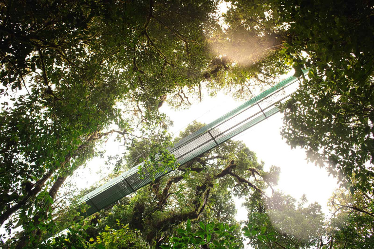 Desde Monteverde: Caminata guiada por el Puente Colgante de MonteverdePaseo por el cielo desde Monteverde