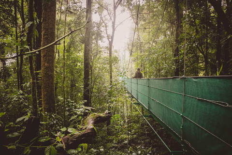 Desde Monteverde: Caminata guiada por el Puente Colgante de MonteverdePaseo por el cielo desde Monteverde