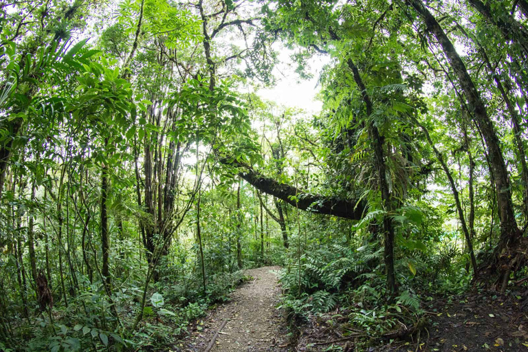 Desde Monteverde: Caminata guiada por el Puente Colgante de MonteverdePaseo por el cielo desde Monteverde