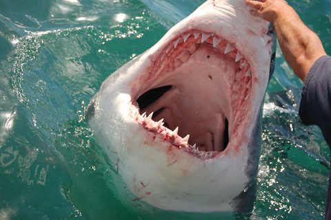 Cape Town: Premium Attractions City Pass with Bus Tour 3 Day Pass