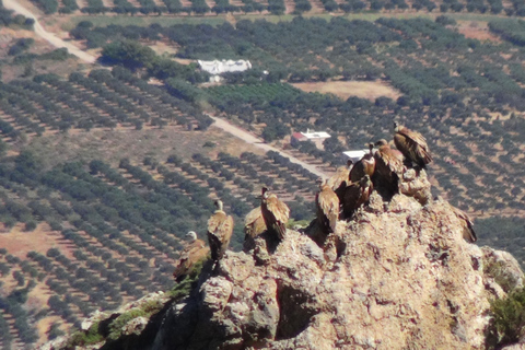 Jeeptour: Geniet van de schoonheid van Oost-Kreta in een halve dag.