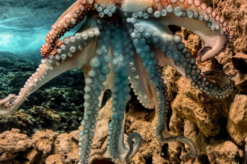 Korfu: Aquarium-Eintrittskarte mit geführter Tour
