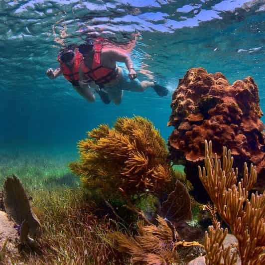 Puerto Morelos Native Park Coral Reef Snorkel Getyourguide