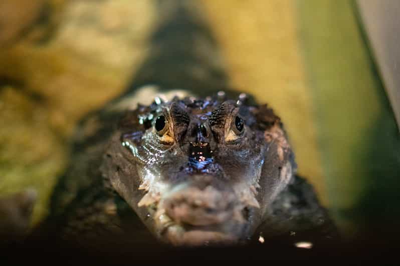 Corfou Billet d'entrée à l'aquarium avec visite guidée GetYourGuide