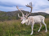 From Honningsvåg, North Cape and King Crabs Tour - Housity