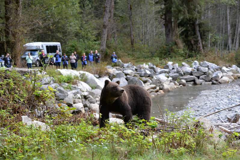 Vancouver Island: Grizzly Bear Watching Tour met lunch | GetYourGuide