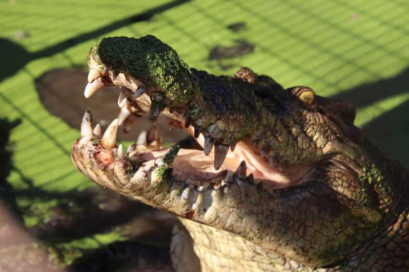 Broome: Malcolm Douglas Crocodile Park Tour with Transfers