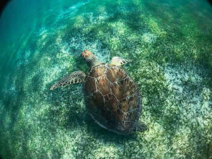 Akumal Sea Turtle Snorkeling Tour from Playa del Carmen | GetYourGuide