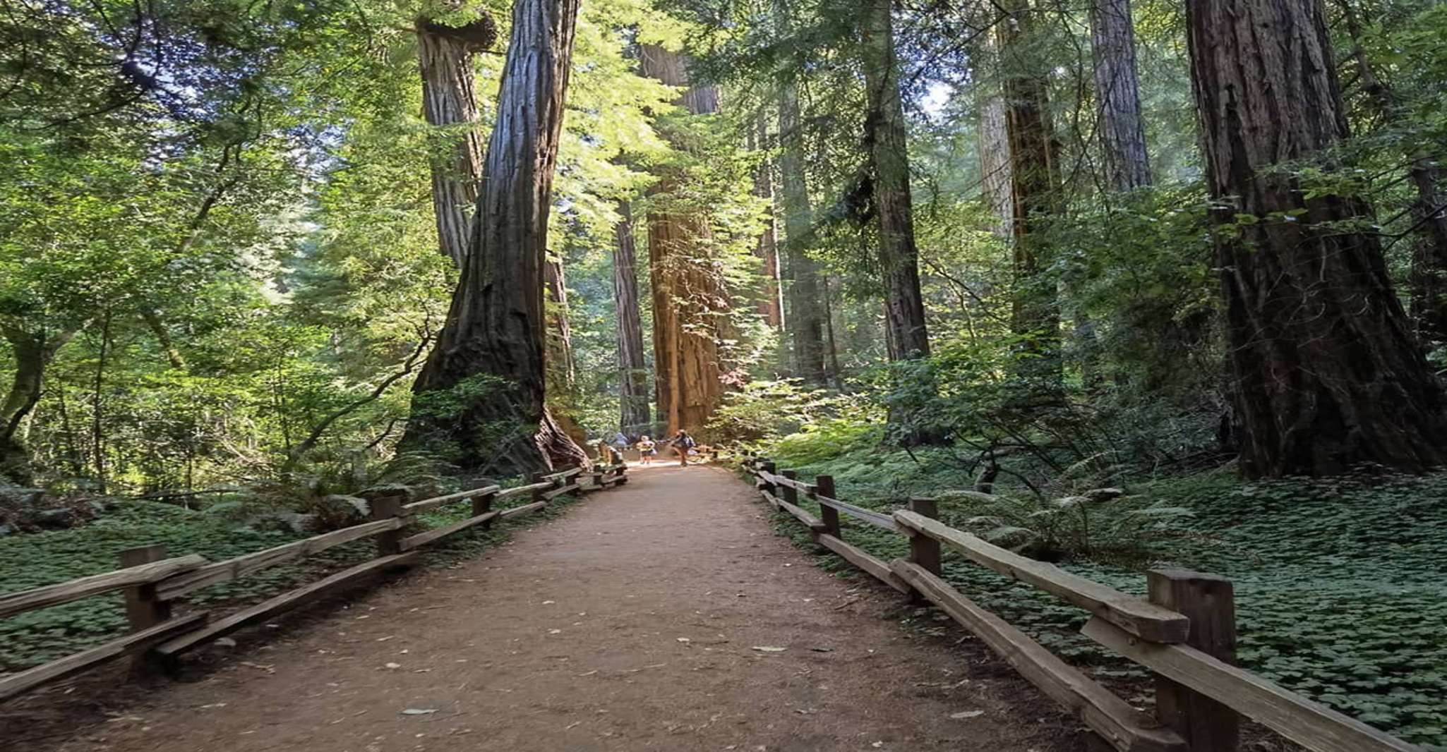 San Francisco: Full-Day City Tour w/ Muir Woods & Sausalito