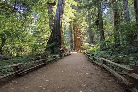 San Francisco: Full-Day City Tour w/ Muir Woods & Sausalito