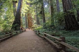 San Francisco: Ganztägige Stadtrundfahrt mit Muir Woods & Sausalito