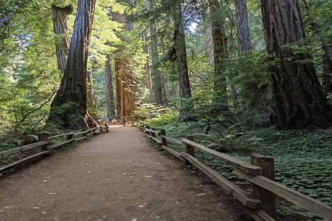 Wycieczka łączona: Muir Woods & Sausalito + wycieczka po San Francisco