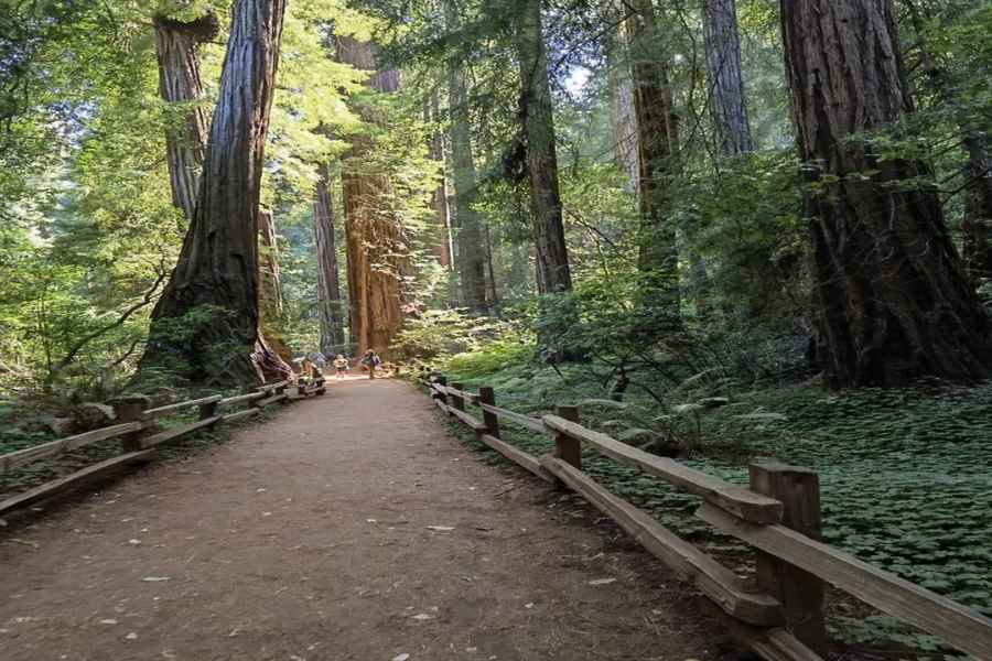 San Francisco: Ganztägige Stadtrundfahrt mit Muir Woods & Sausalito. Foto: GetYourGuide
