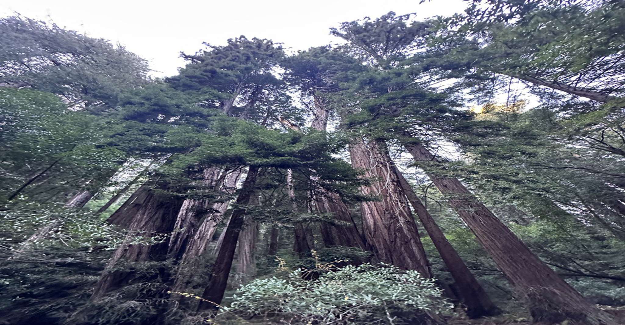 San Francisco, tour della città di un'intera giornata con Muir Woods & Sausalito - Housity