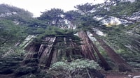 San Francisco, de hele dag stadstour met Muir Woods & Sausalito - Housity