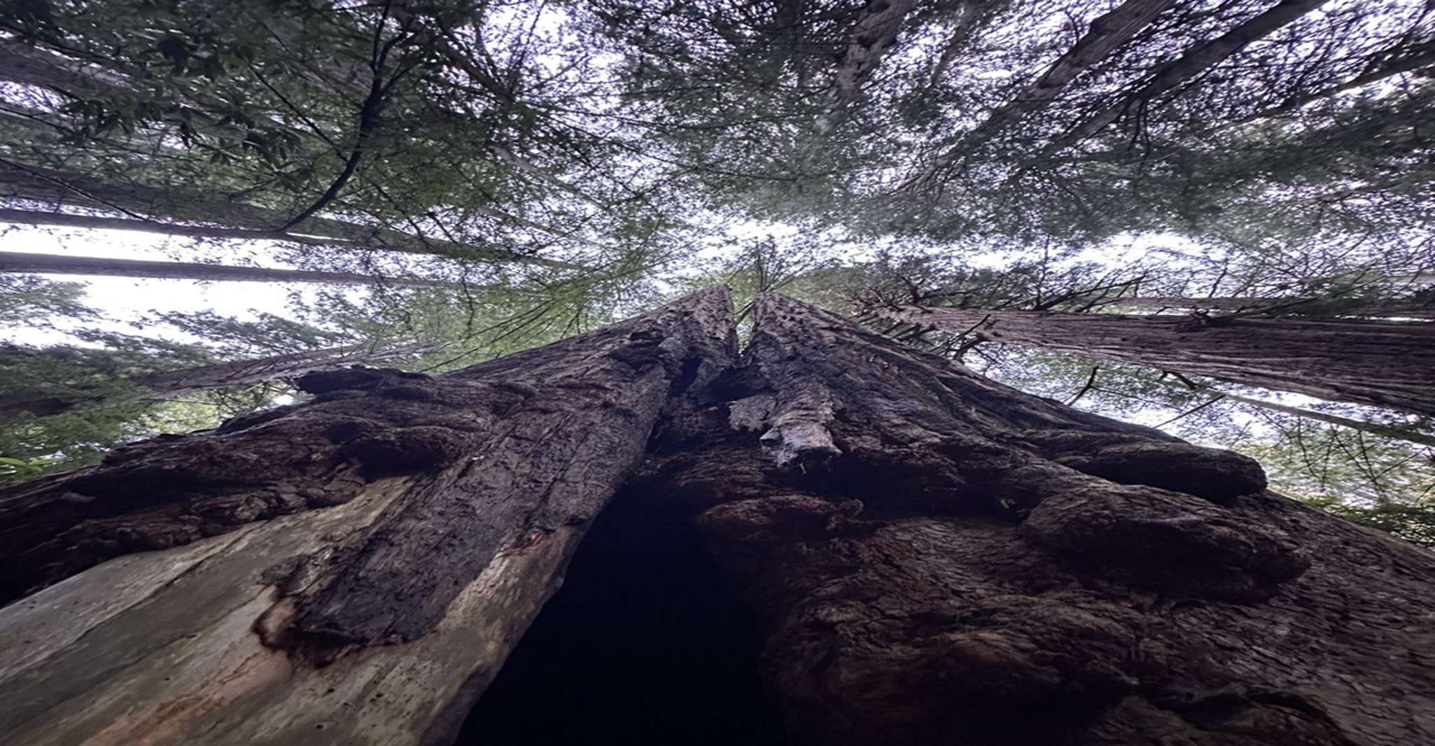 San Francisco, tour della città di un'intera giornata con Muir Woods & Sausalito - Housity