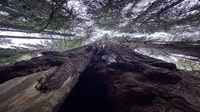 San Francisco, de hele dag stadstour met Muir Woods & Sausalito - Housity