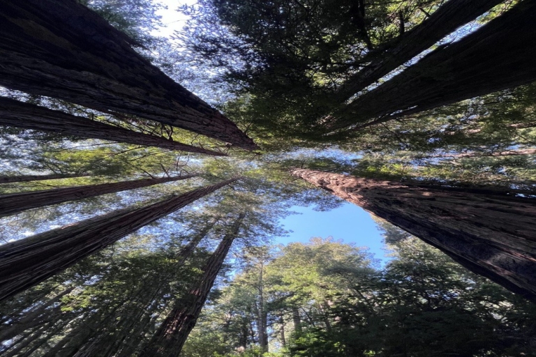 Wycieczka łączona: Muir Woods & Sausalito + wycieczka po San Francisco