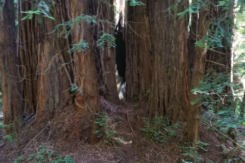Excursión combinada: Muir Woods y Sausalito + Excursión por la ciudad de San Francisco
