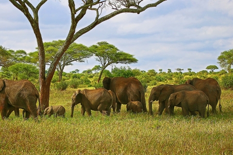 9 jours de safari classique (flexible pendant la Grande Migration)