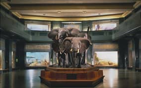 New York City: American Museum of Natural History Ticket