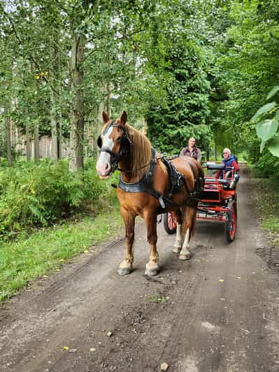 York Private Horse Drawn Carriage Ride GetYourGuide