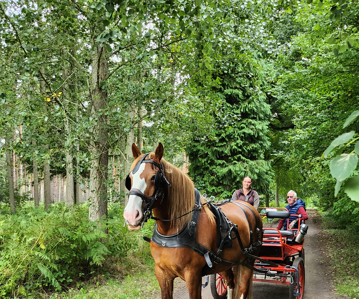York: Private Horse Drawn Carriage Ride