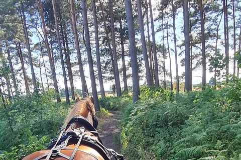 York: Horse Drawn Carriage Ride Around the Countryside York