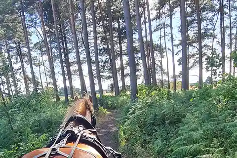 York: Horse Drawn Carriage Ride Around the Countryside York