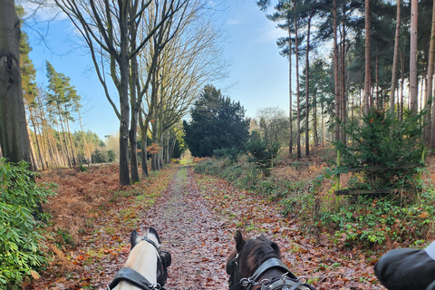 York: Horse Drawn Carriage Ride Around the Countryside YorkYork: Private Horse Drawn Carriage Ride