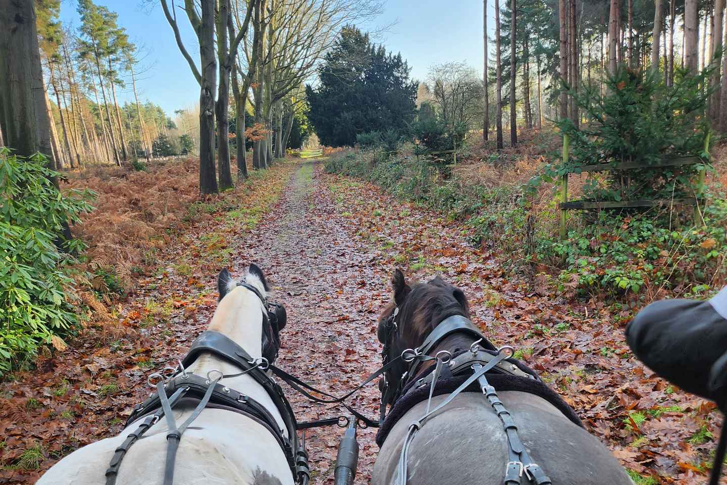 York: Horse Drawn Carriage Ride Around the Countryside York