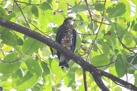 Panama City: Vandringstur i nationalparken SoberaniaPanama City: Soberania nationalpark vandringstur