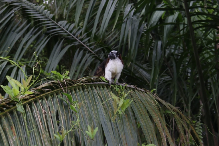 Panama City: wycieczka piesza po Parku Narodowym Soberania