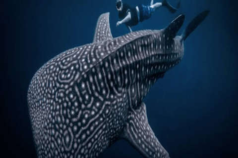 From Lombok Or Sumbawa Sharing 2D1N Whale Shark Snorkeling Starting from Sumbawa 2D1N Whale Shark with Snorkeling