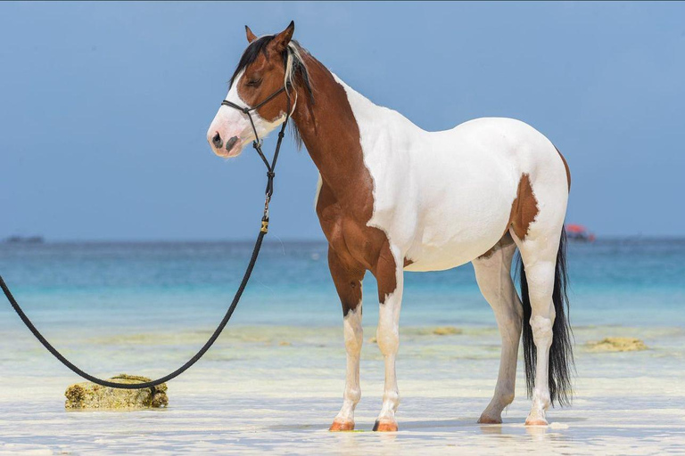 Zanzibar: Horseback Riding Experience with Hotel Transfer