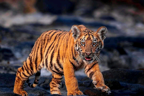 Sariska Tiger Reserve: Gypsy & Canter jungle Safari Transfer