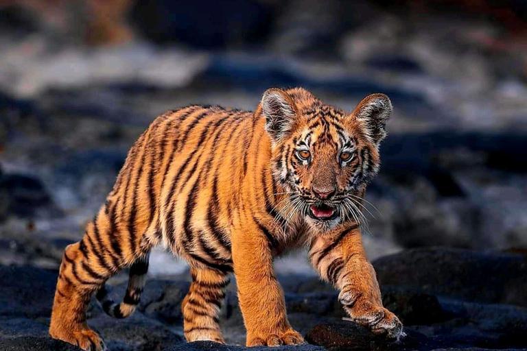 Sariska Tiger Reserve: Gypsy & Canter jungle Safari Transfer