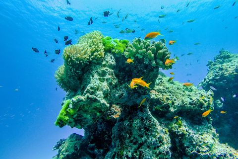 Phuket/Khao Lak: Speedboat Snorkel Tour to Similan Islands Hotel round-trip transfer to/from Khao Lak