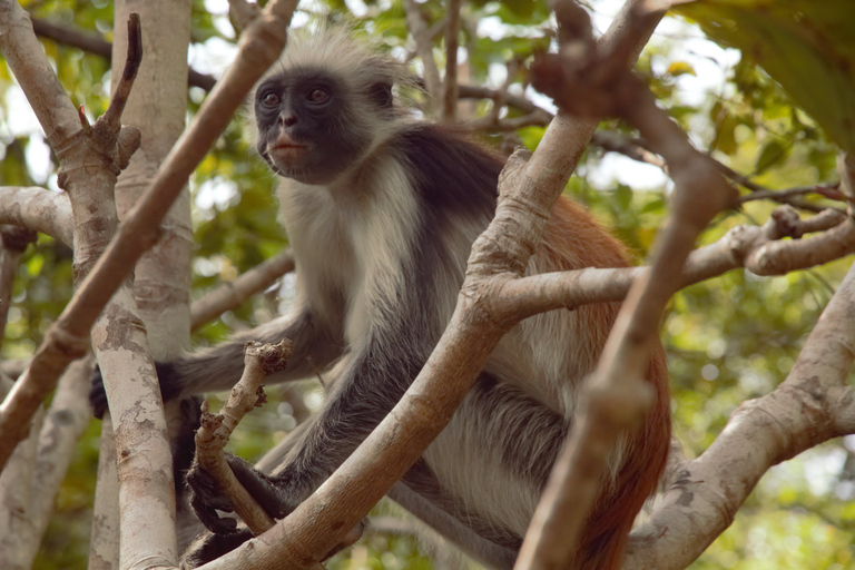 13-daagse strand- en safarivakantie; Zanzibar en Selous G.R.