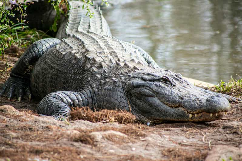 Orlando: Gatorland Skip-the-Line Ticket | GetYourGuide