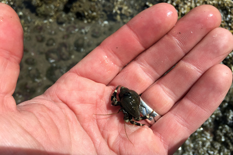 Au départ de Portland : Excursion d'une journée sur la côte de l'Oregon à Three Capes Loop