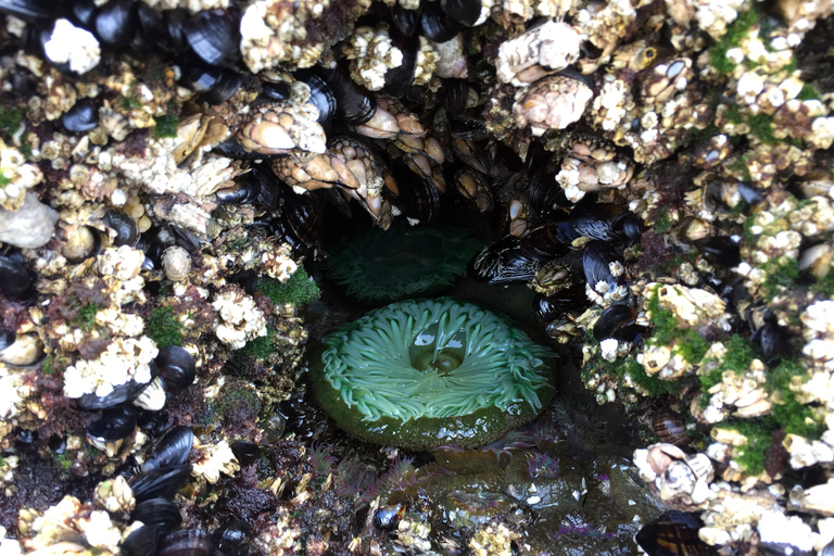 From Portland: Oregon Coast Day Trip to Three Capes Loop