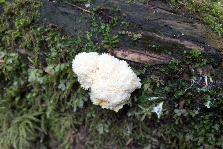 Von Portland aus: Oregon Coast Day Trip zum Three Capes Loop