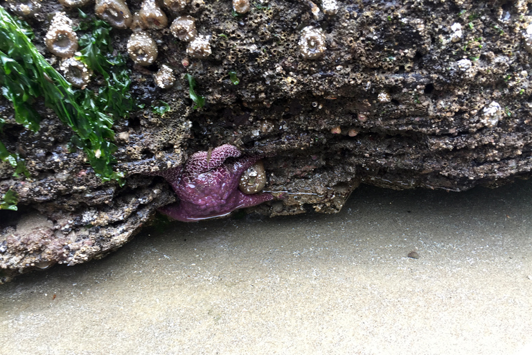 Von Portland aus: Oregon Coast Day Trip zum Three Capes Loop